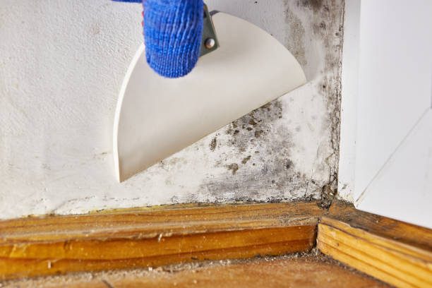 Best Air Quality Testing for Mold Spores  in Bethesda, OH